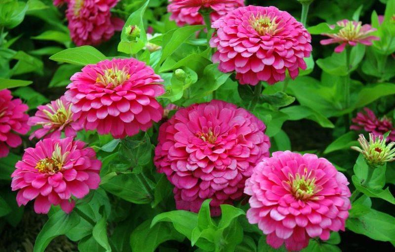 Цветок циния — фото, виды, выращивание, посадка и уход