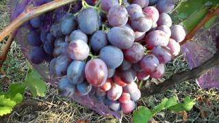 ✅ виноград фавор: описание сорта, фото, отзывы - tehnoyug.com