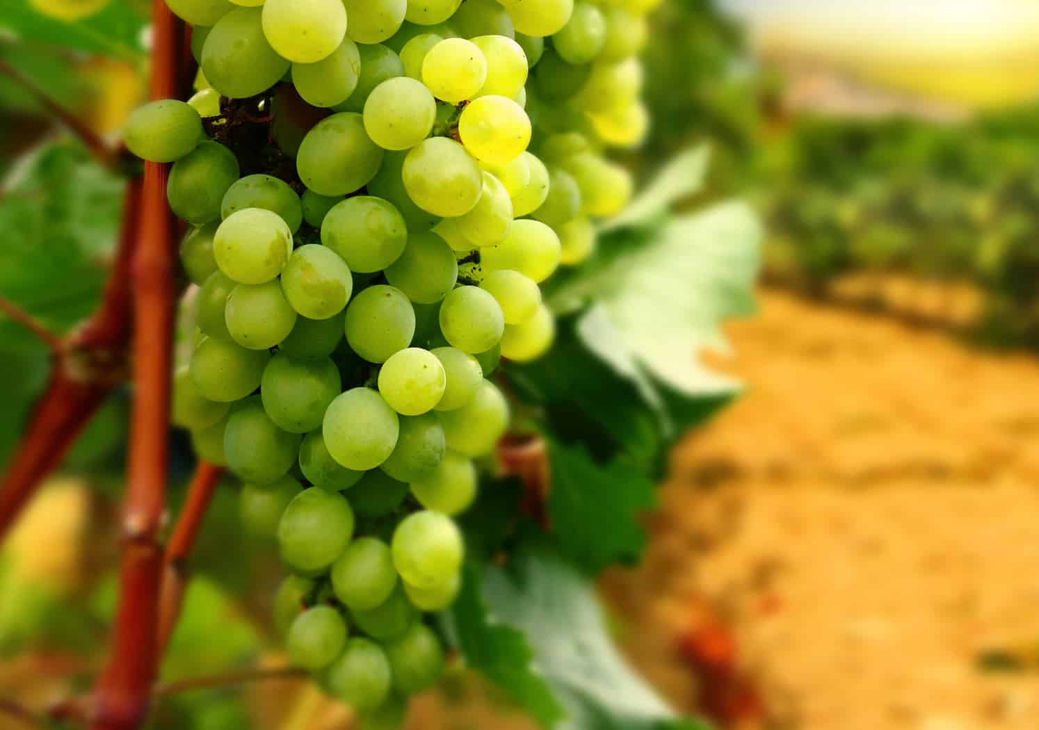 Сорт винограда долгожданный: описание, фото