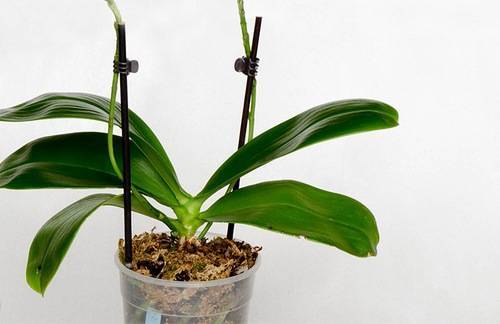 Примеры правильной обрезки цветоноса и стебля у орхидеи после цветения