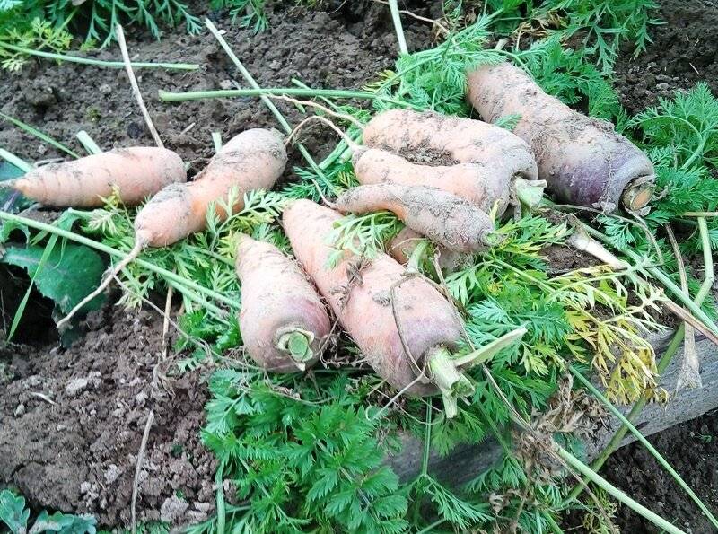 Сохраняем урожай правильно: как обрезать морковь для хранения на зиму и зачем это нужно