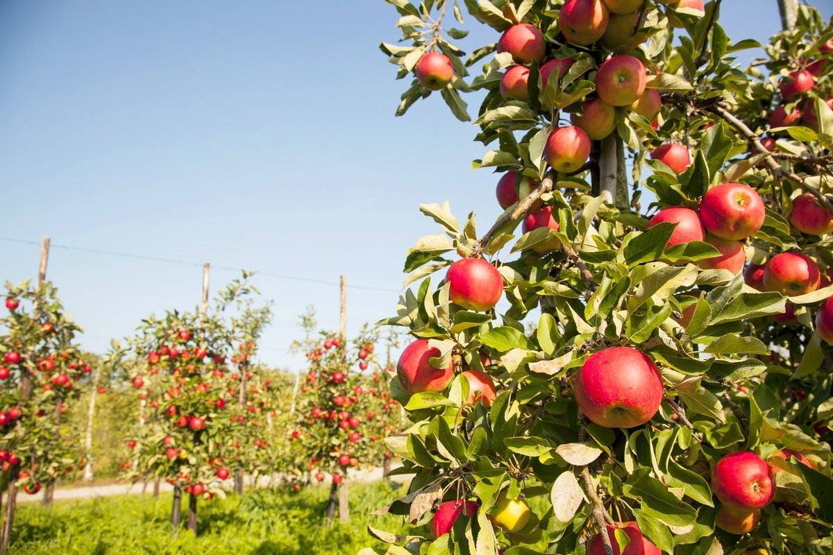 6 самых вкусных колоновидных сортов яблони для урала