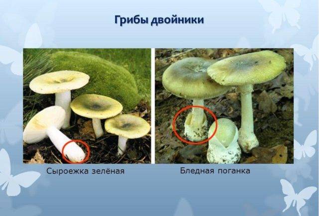 Как отличить съедобные грибы от несъедобных и определить по фото, как выглядят ядовитые и ложные виды