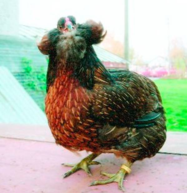 Араукана порода кур