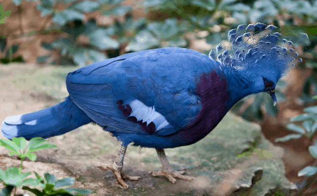 Венценосный голубь: как выглядит, где живет, что ест