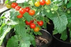 Оптимальная температура для нормального роста томатов