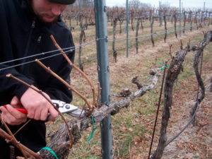 Обработка винограда от болезней и вредителей, когда и чем обрабатывать
