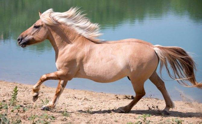 Каурая лошадь: характерные признаки и история происхождения, саврасая масть, буланый конь