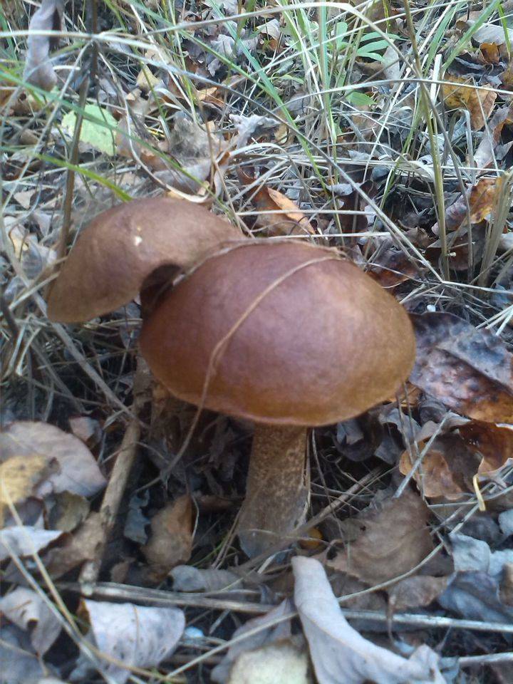 Какие грибы растут на востоке и западе Подмосковья