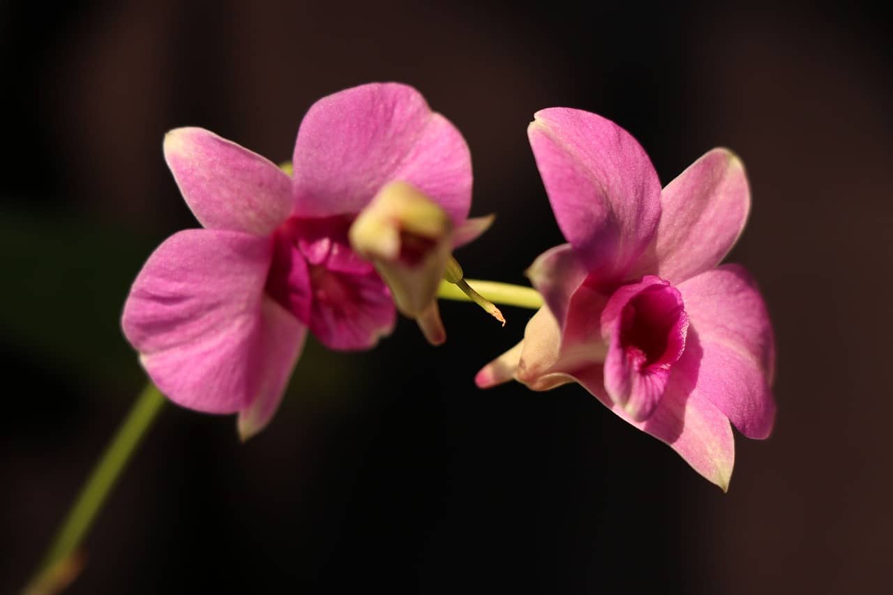 Подробно о том, почему желтеют нераспустившиеся бутоны у орхидеи