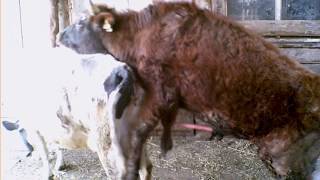 Процесс спаривания коров и быков