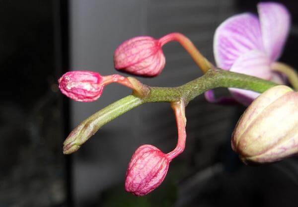 Почему у орхидеи опадают бутоны нераспустившиеся