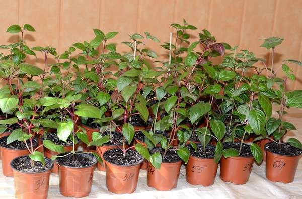 Вечнозеленый кустарник фуксия: выращивание в домашних условиях и уход за растением
