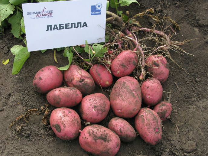 Характеристика сорта картофеля Лабелла
