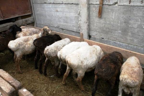 Овчарня для овец своими руками: инструкция, фото и видео
