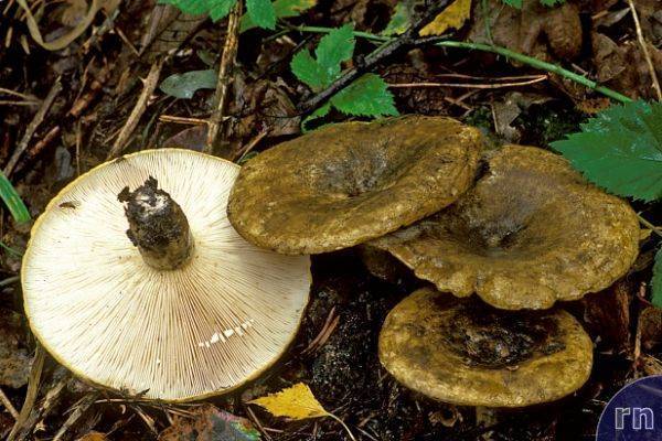 Можно ли есть черные грузди: как отличить настоящий гриб от ложного