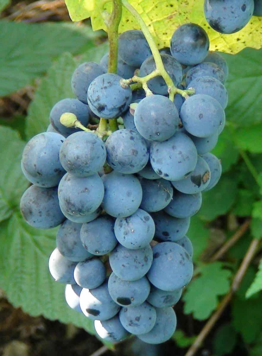 Виноград краса севера: описание сорта с характеристикой и отзывами, особенности посадки и выращивания, фото