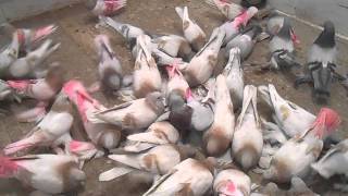 Порода голубей агараны: описание | наши птички