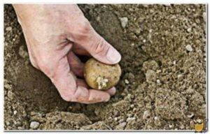 Выращивание картофеля сорта сынок