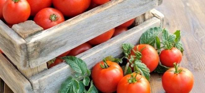 Можно ли поливать помидоры марганцовкой: когда опрыскивать - сельская жизнь