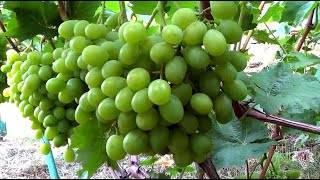 «ланселот» — гибридный сорт винограда