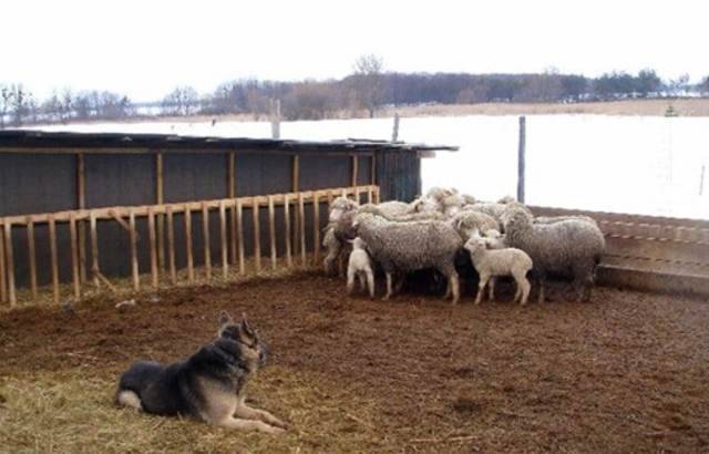 Как сделать загон для овец