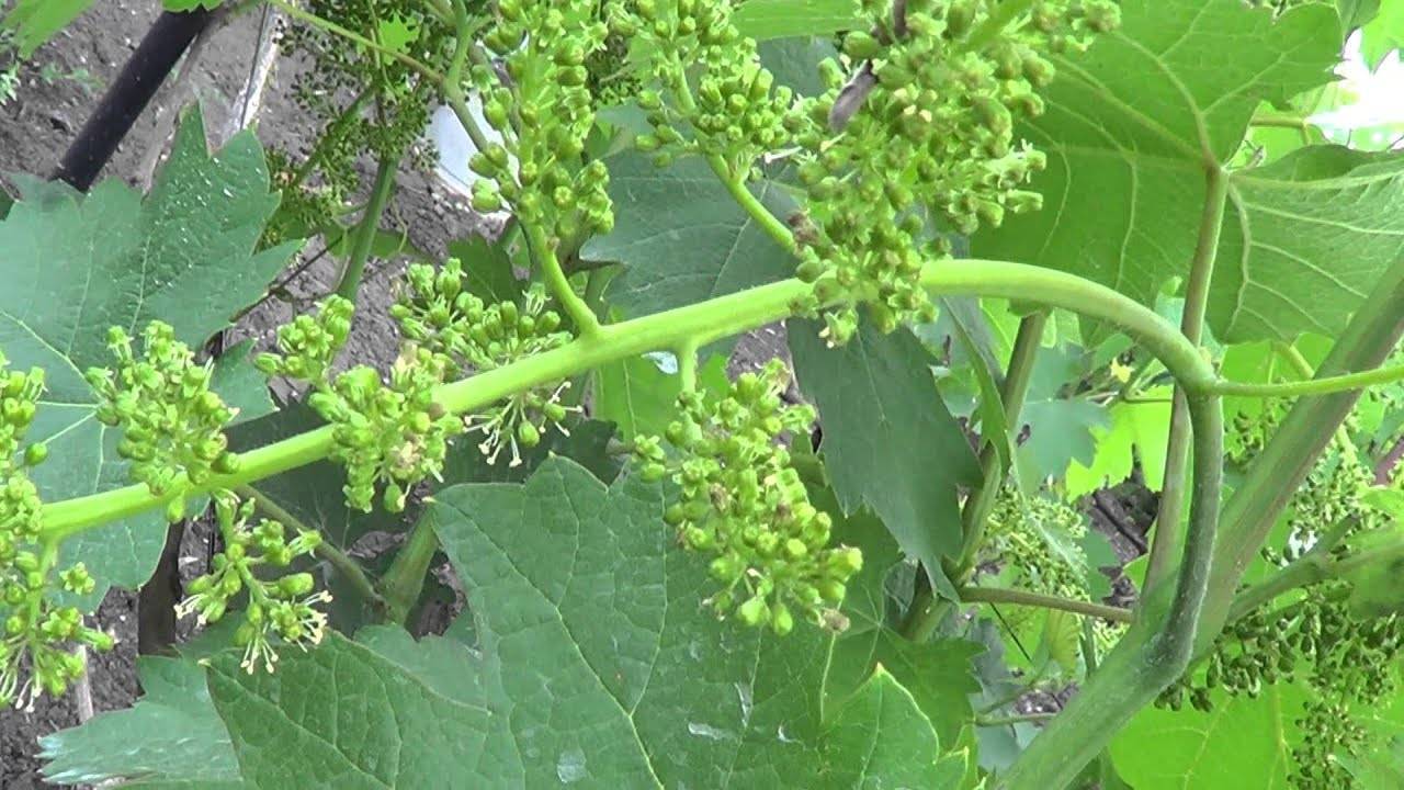Как правильно посадить виноград осенью: гид по способам