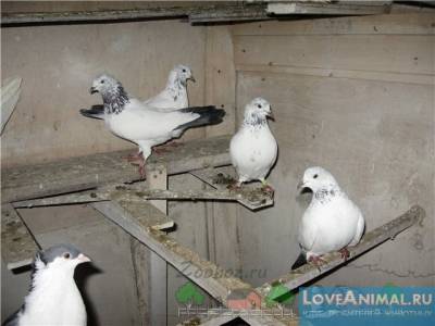 Пакистанские высоколетные голуби: фото, описание