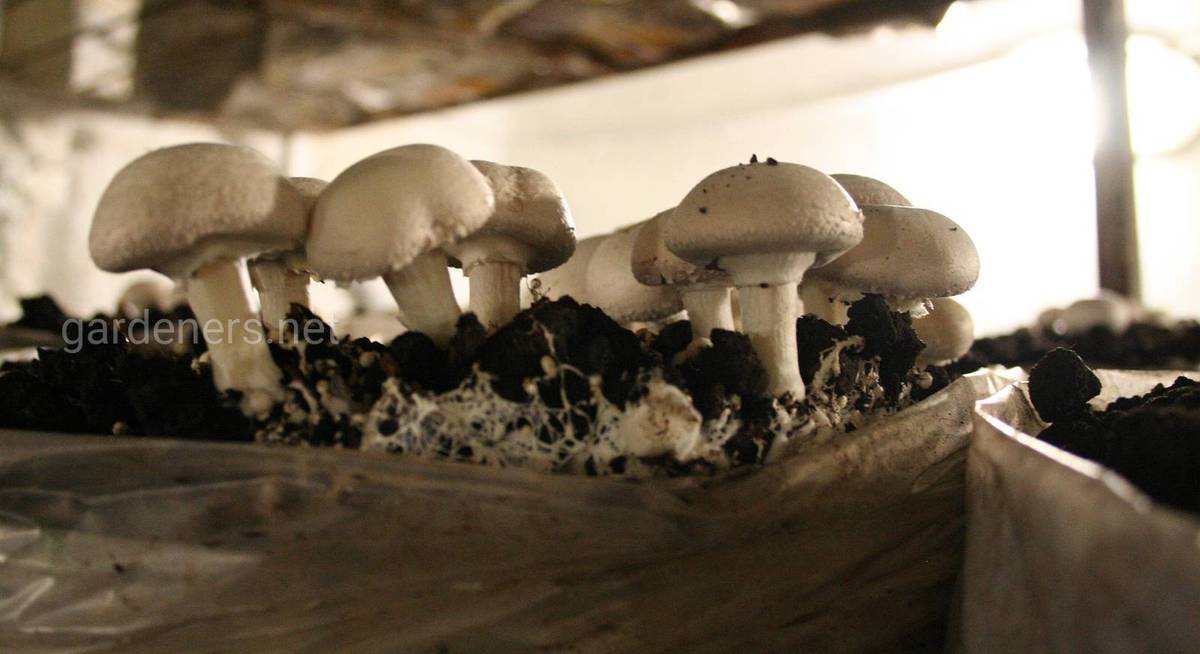 Выращивание грибов в домашних условиях: технология и особенности отрасли