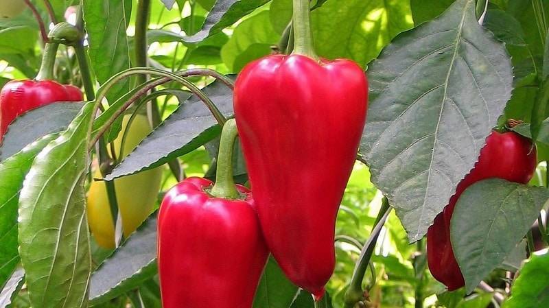 Перец “айвенго”: характеристики и описание сорта, урожайность, отзывы, фото