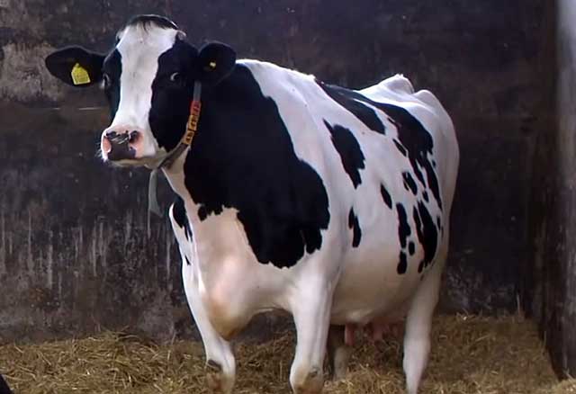 Особенности холмогорской порода коров
