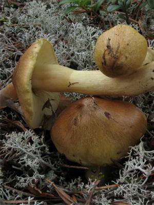 Какие грибы растут в сосновом лесу осенью (+29 фото)?