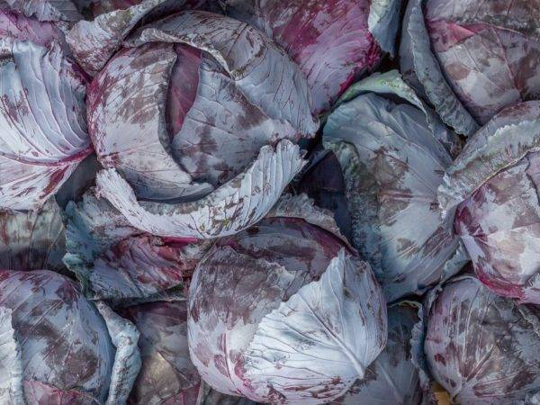 Брюссельская капуста – овощ не только для гурманов | компетентно о здоровье на ilive