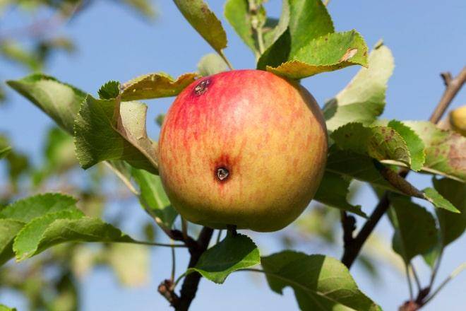 Плодожорка на яблоне: топ методы борьбы, чем обработать?