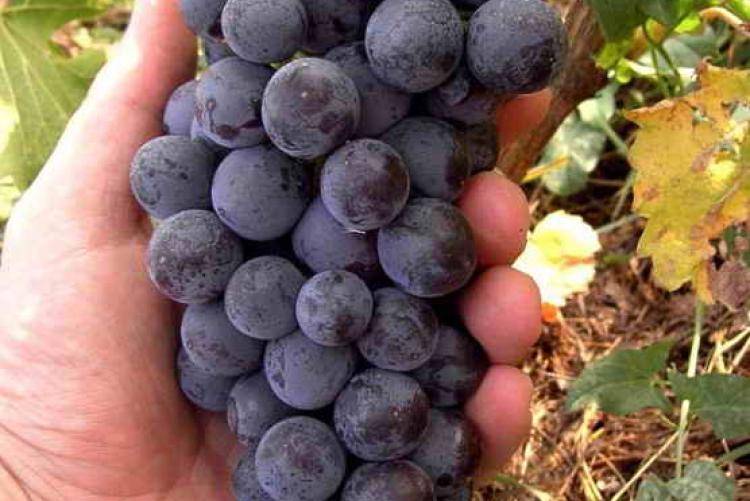 Подробное описание сорта винограда "белое чудо"