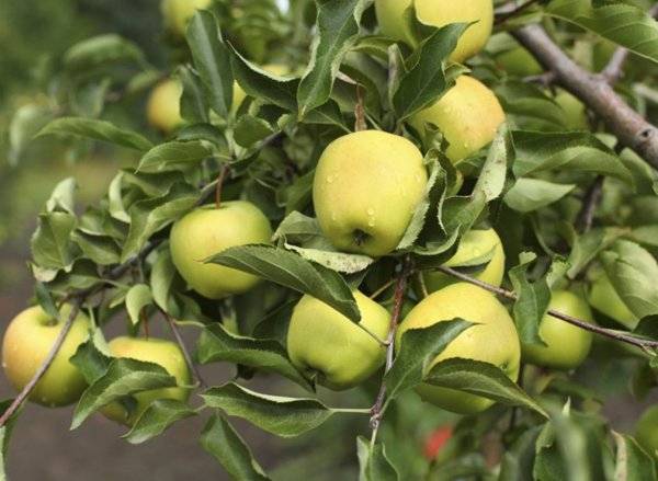 Сорт яблони голден делишес, описание, характеристика и отзывы, а также особенности выращивания данного сорта