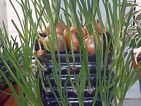 Как правильно выращивать зеленый лук на подоконнике