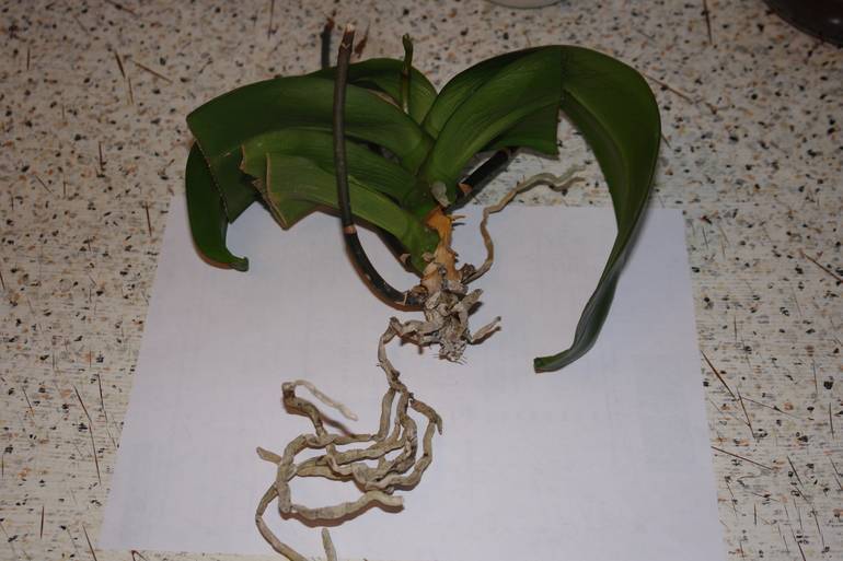 Как спасти комнатную орхидею, если её корни практически сгнили