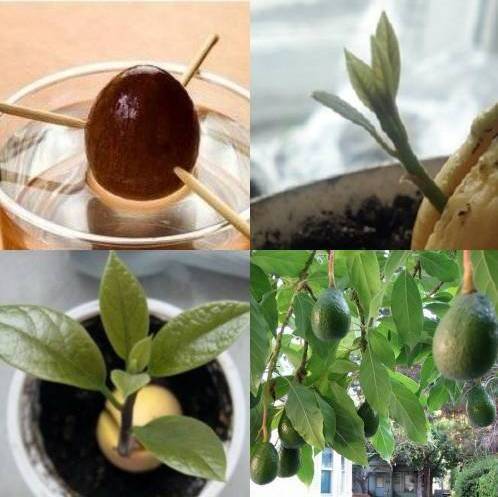 Авокадо из косточки в домашних условиях выращивание и уход фото видео