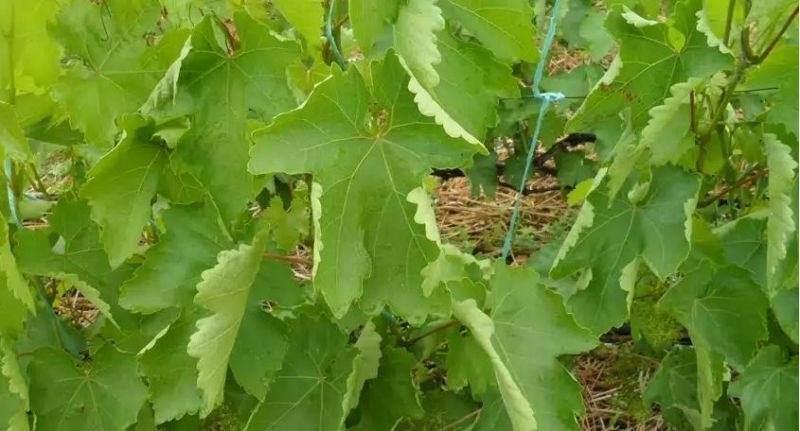 Желтеют листья винограда: что делать и чем лечить в июне и августе
