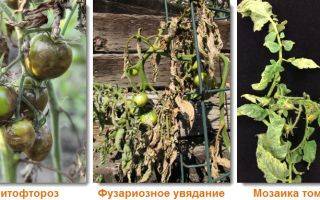 Спасаем урожай: профилактика и лечение фузариозного увядания томатов