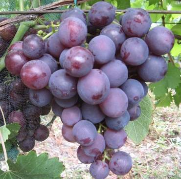 Виноград памяти учителя: перспективный красноплодный сорт, урожайностью 10 кг с куста