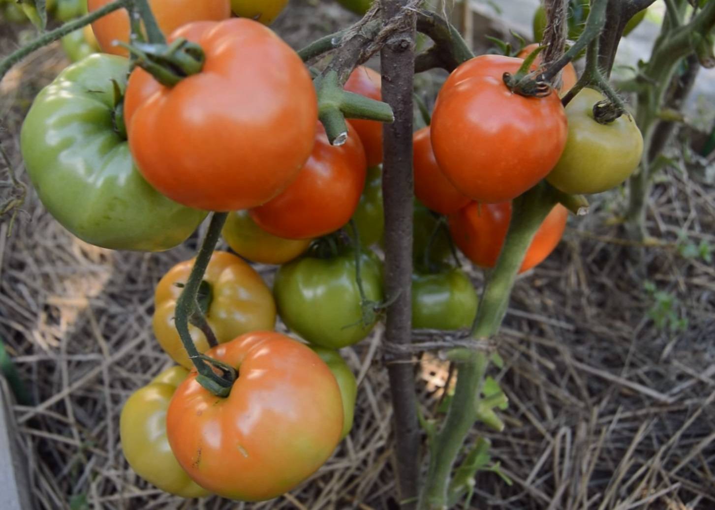 Помидоры белый налив: описание сорта, выращивание и уход за томатами, фото и видео