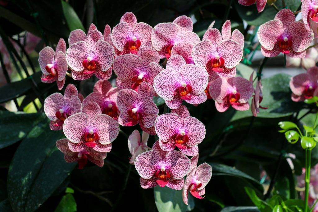 Выбираем подходящее удобрение для цветения орхидей — чем подкормить растение, чтобы оно давало деток?