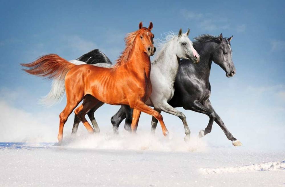 Сколько живут лошади – продолжительность жизни домашних и диких животных, лошади долгожители