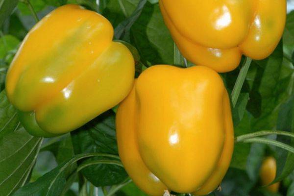 Перец оранжевое чудо – характеристика и описание сорта, фото, урожайность, отзывы огородников
