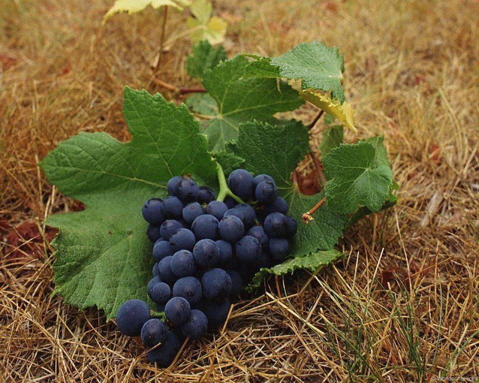Опрыскивание винограда осенью перед укрытием на зиму - журнал "совхозик"