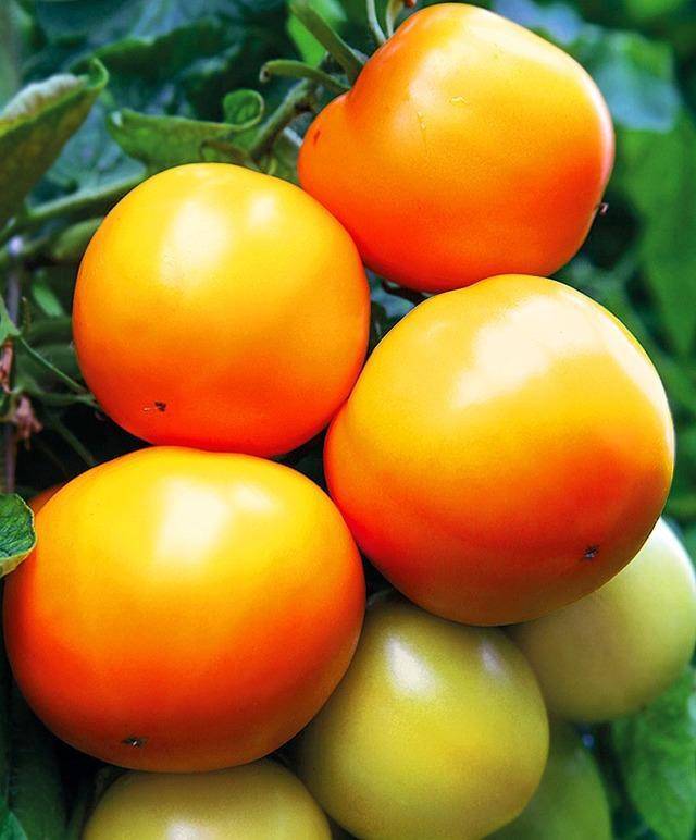 Томат "персик": характеристика и описание сорта с фото и отзывы об урожайности розовых, красных и оранжевых помидор