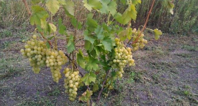 Как и когда укрывать виноград на зиму в Сибири