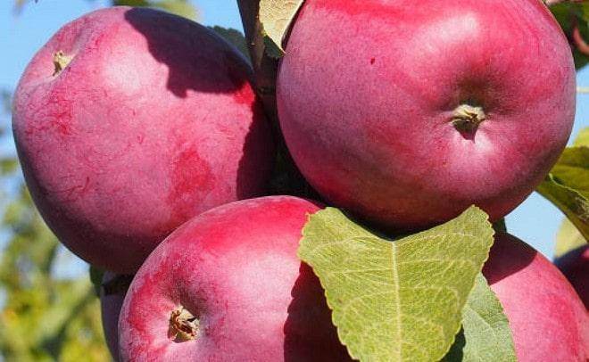 Белорусские лучшие сорта яблонь